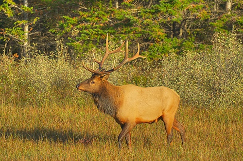 Bull Elk, Jasper National Park, Alberta