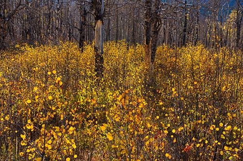 Backlit Scrub Aspens, Fire Trail, David Thompson Country, Alberta