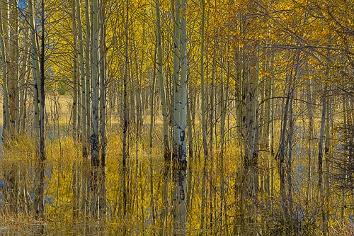 Aspens and Reflections, Preacher's Point, David Thompson Country, Alberta