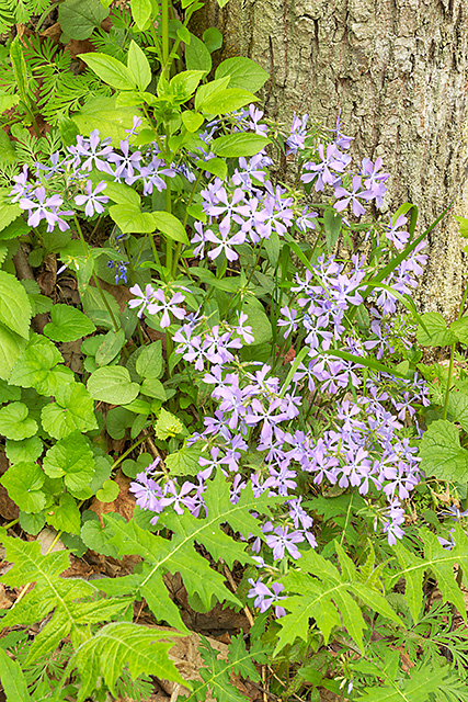 Blue Phlox Intimate, Clifty Falls State Park, Indiana