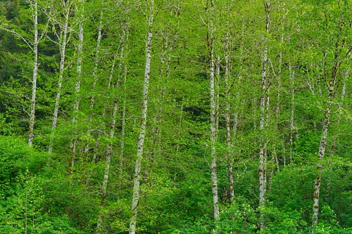 Spring Trees, Cape Sebastian State Park,Oregon