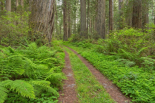 Coast Trail, Del Norte Coast Redwoods State Park, California