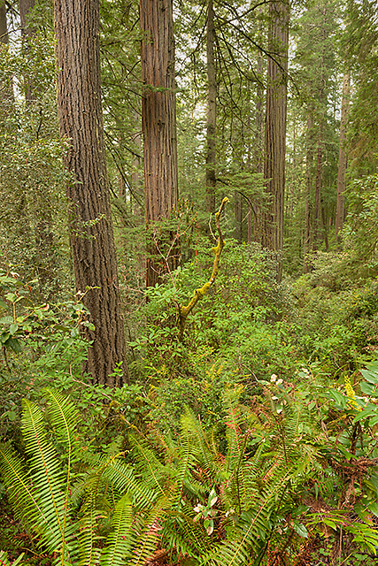 Lady Bird Johnson Grove, Redwood National Park, California