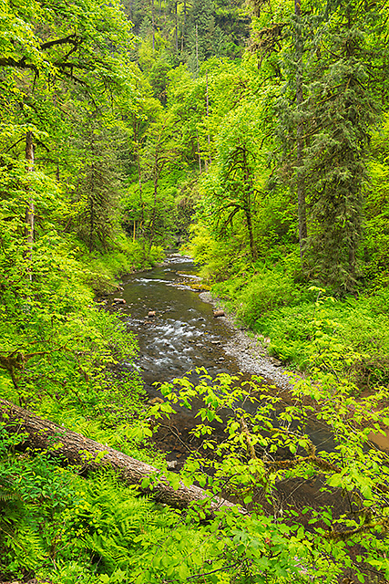 North Fork Silver Creek, Trail of Ten Falls, Silver Falls State Park, Oregon