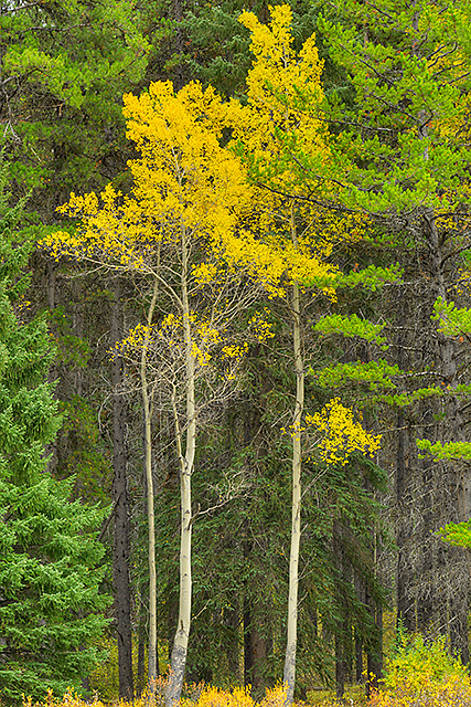 Isolated Aspens, Moose Meadows, Bow Valley Parkway, Banff National Park, Alberta