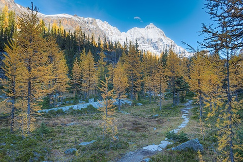 West Opabin Trail, Opabin Plateau, Yoho National Park, British Columbia