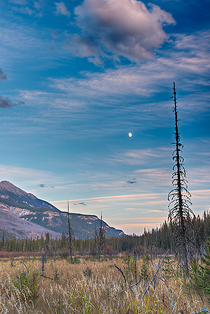Wapta Marsh Moonrise, Yoho National Park, British Columbia