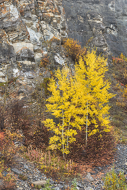 Isolated Aspens, Icefields Parkway, Banff National Park, Alberta