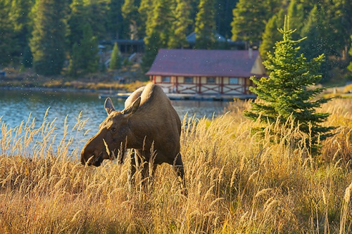 Moose Cow, Maligne Lake, Jasper National Park, Alberta