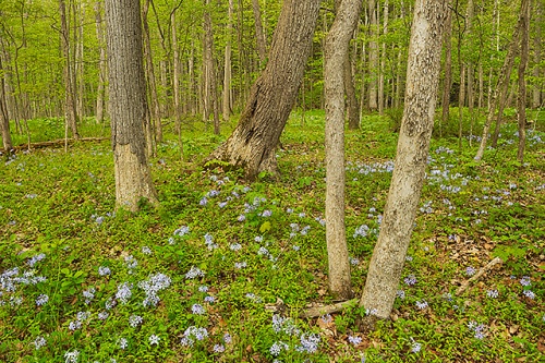Wildflower Forest, Sweedler Preserve, Tompkins County, New York