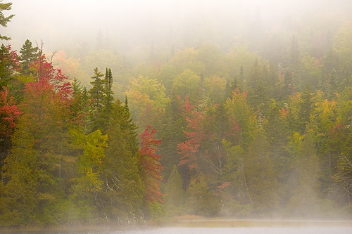 Autumn Trees in Morning Fog, Sandy River Pond, Franklin County, Maine
