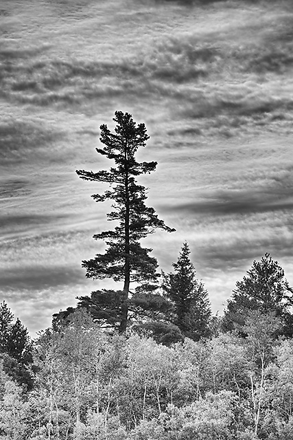 Basin Pond Morning Black & White, Evans Notch, White Mountain National Forest, New Hampshire