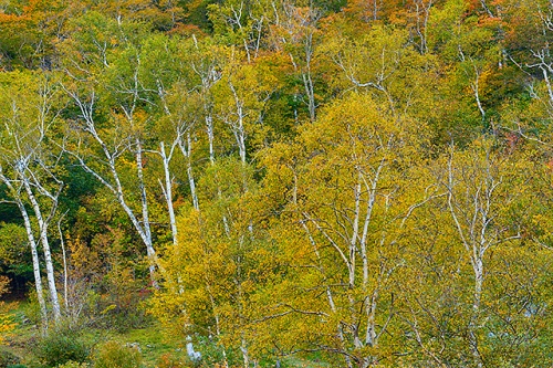 Birches, Crawford Notch State Park, New Hampshire