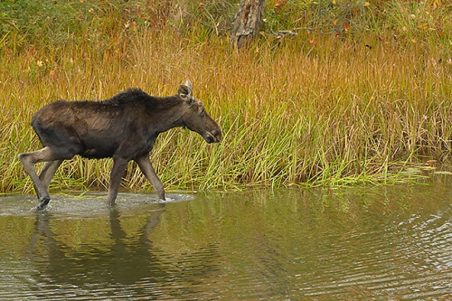 Moose, Clyde River, Essex County, Vermont