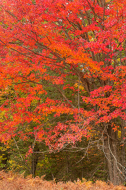 Red Maple, Bear Notch Road, White Mountain National Forest, New Hampshire