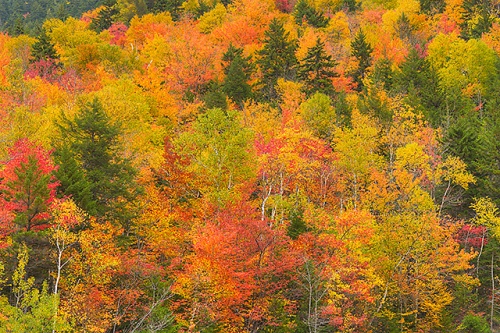 Autumn Color, Crawford Notch State Park, New Hampshire