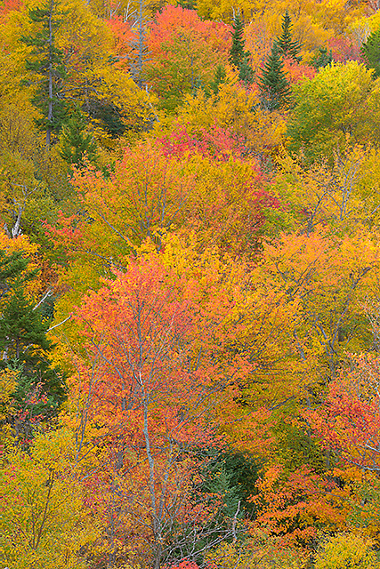 Square Ledges Overlook Color, Pinkham Notch, White Mountain National Forest, New Hampshire